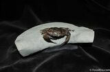 D Prepped Fossil Crab Pulalius From Washington #456-2